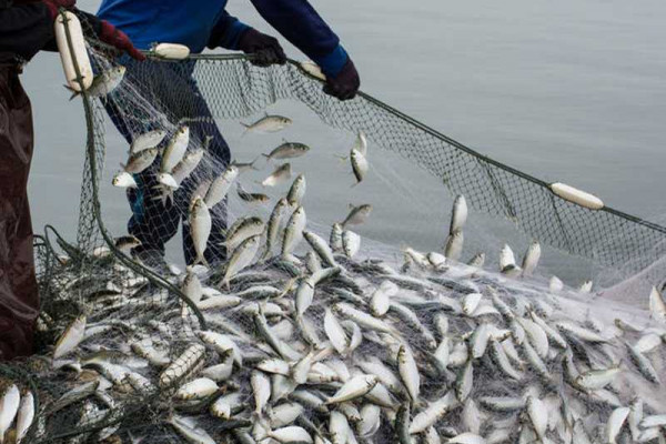 European Union working to protect fish stock