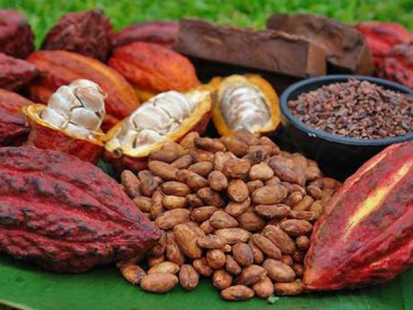  Organic cocoa has higher market value