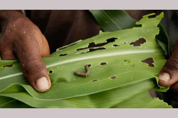 Ghanaian company breaks through in fight against fall armyworm