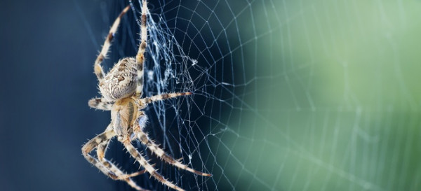 How to Get Rid of Spiders In Your Basement Crawl Space